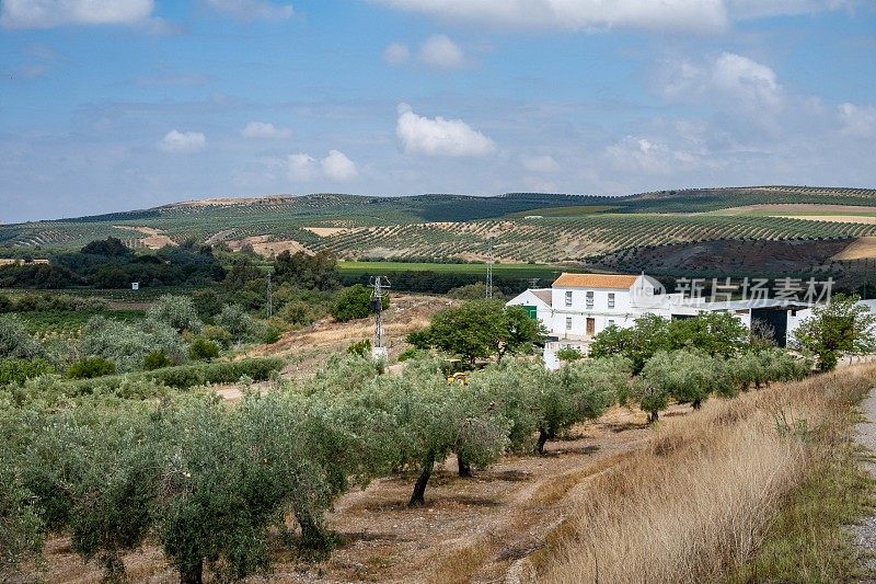 Camino Mozarabe位于格拉纳达和科尔多瓦之间的干旱和农业环境中，拥有无尽的橄榄树，小家庭农场坐落在树林中